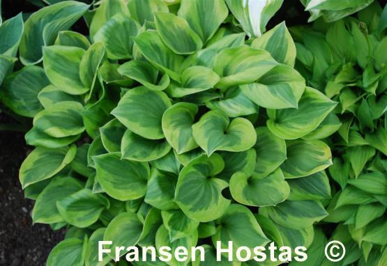 Hosta Grand Tiara